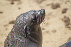 eared seal