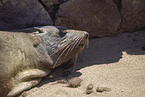 eared seal