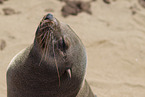 eared seal