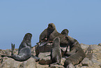 eared seals