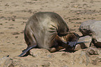 eared seal