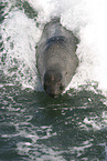 eared seal