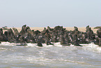 eared seals