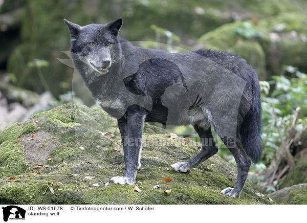 stehender Timberwolf / standing wolf / WS-01678