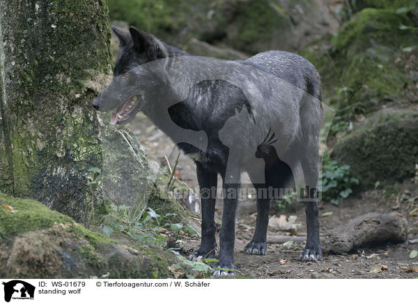 stehender Timberwolf / standing wolf / WS-01679