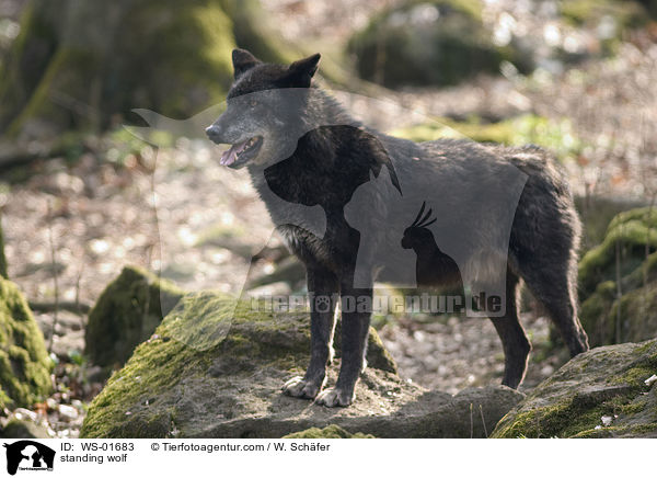 stehender Timberwolf / standing wolf / WS-01683