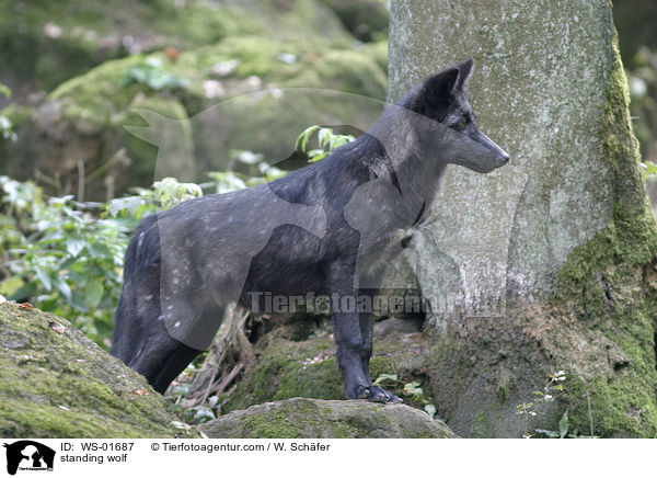 stehender Timberwolf / standing wolf / WS-01687