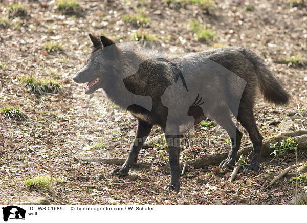 stehender Timberwolf / wolf / WS-01689