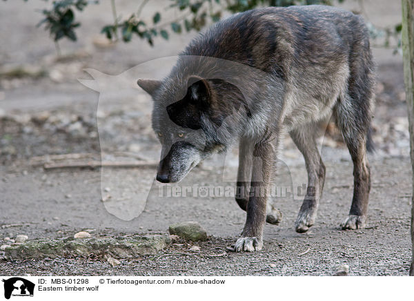 Timberwolf / Eastern timber wolf / MBS-01298