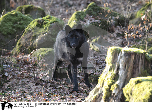 stehender Timberwolf / standing timberwolf / WS-03163