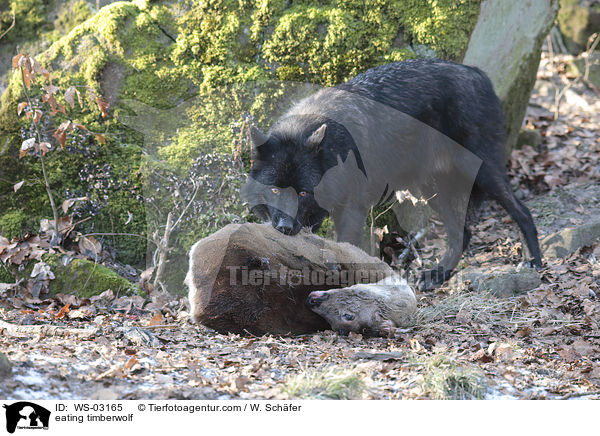 fressender Timberwolf / eating timberwolf / WS-03165