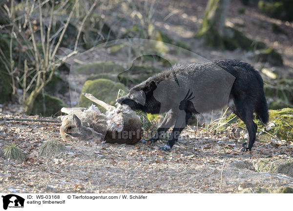 fressender Timberwolf / eating timberwolf / WS-03168