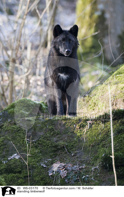 stehender Timberwolf / standing timberwolf / WS-03170