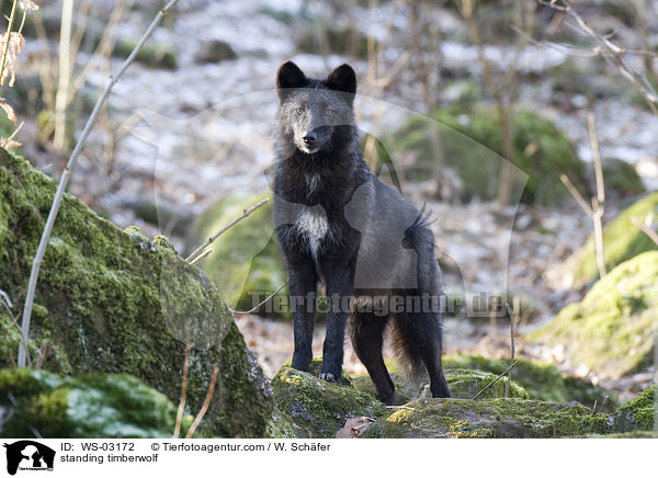 stehender Timberwolf / standing timberwolf / WS-03172