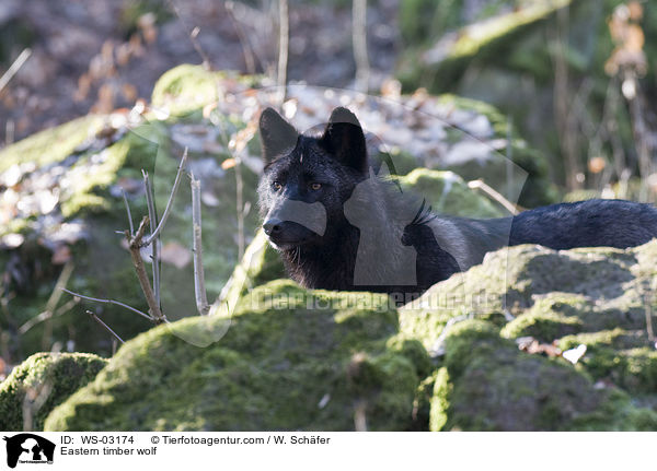 Eastern timber wolf / WS-03174