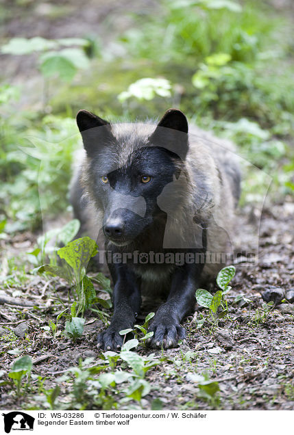 liegender Timberwolf / liegender Eastern timber wolf / WS-03286