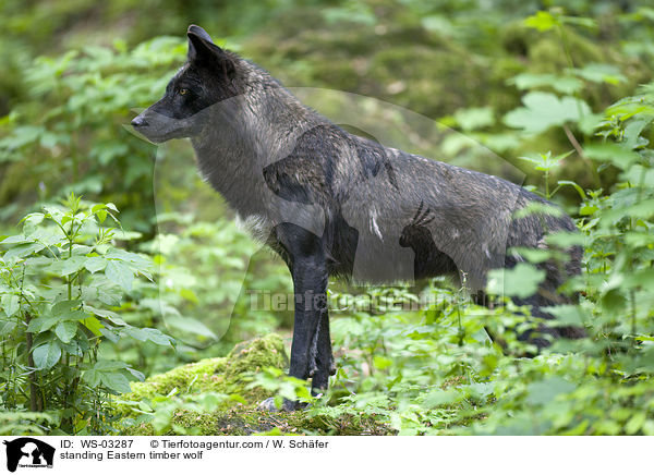 stehender Timberwolf / standing Eastern timber wolf / WS-03287