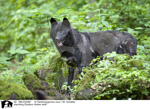 stehender Timberwolf / standing Eastern timber wolf / WS-03289