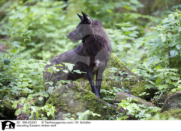 stehender Timberwolf / standing Eastern timber wolf / WS-03291