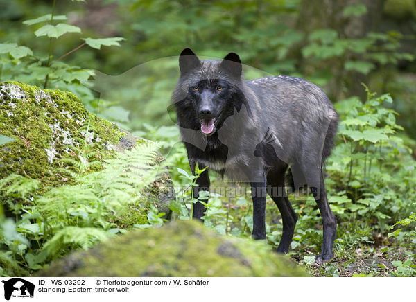 stehender Timberwolf / standing Eastern timber wolf / WS-03292