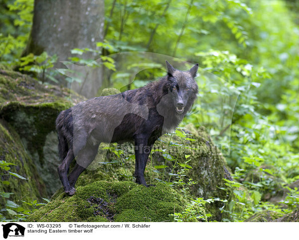 stehender Timberwolf / standing Eastern timber wolf / WS-03295