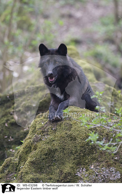 liegender Timberwolf / liegender Eastern timber wolf / WS-03298