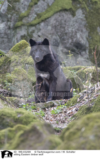 sitzender Timberwolf / sitting Eastern timber wolf / WS-03299