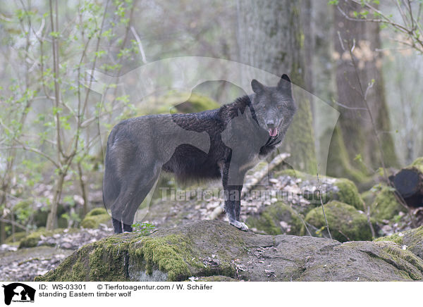 stehender Timberwolf / standing Eastern timber wolf / WS-03301