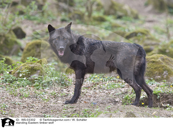 stehender Timberwolf / standing Eastern timber wolf / WS-03302