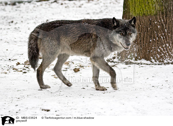 Timberwolf / greywolf / MBS-03624