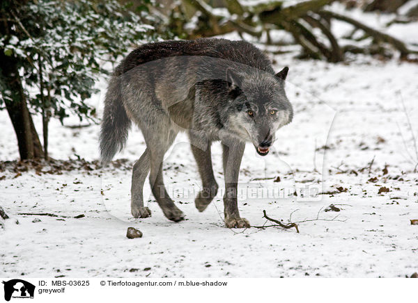 Timberwolf / greywolf / MBS-03625