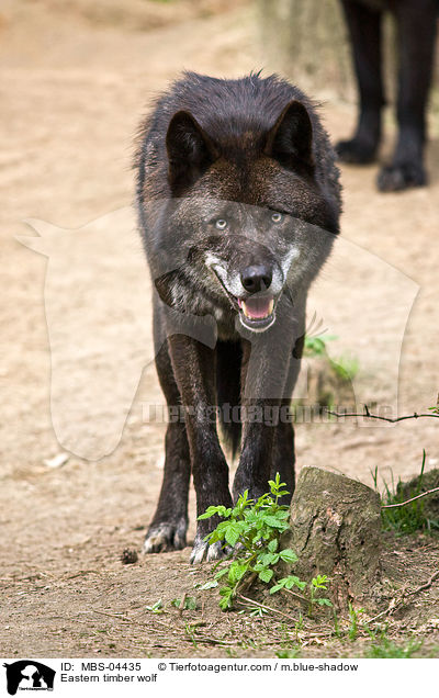 Timberwolf / Eastern timber wolf / MBS-04435