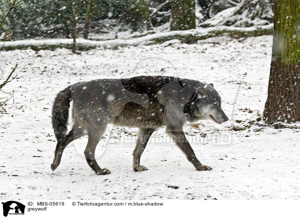 Timberwolf / greywolf / MBS-05619