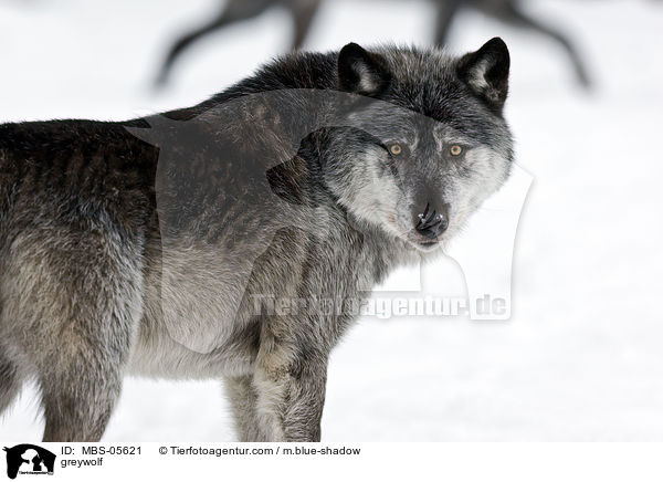 Timberwolf / greywolf / MBS-05621
