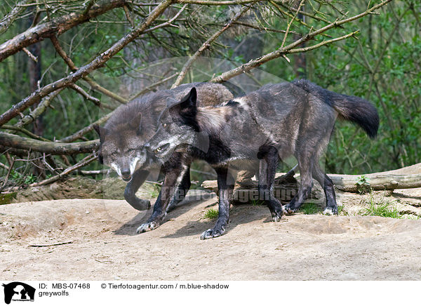 greywolfs / MBS-07468