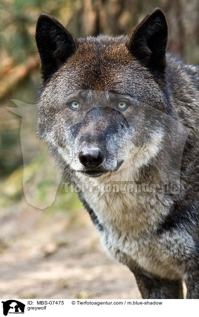 greywolf / MBS-07475
