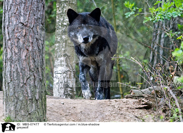 Timberwolf / greywolf / MBS-07477