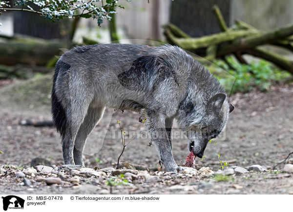 Timberwolf / greywolf / MBS-07478