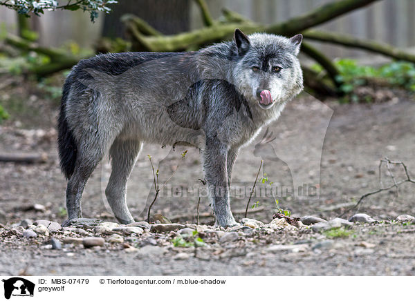 Timberwolf / greywolf / MBS-07479