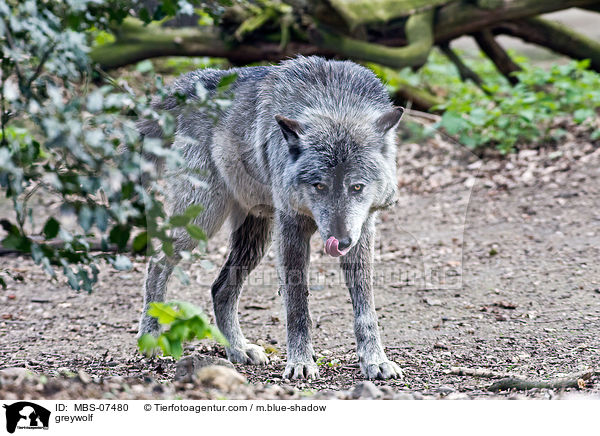 Timberwolf / greywolf / MBS-07480