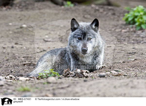 Timberwolf / greywolf / MBS-07481