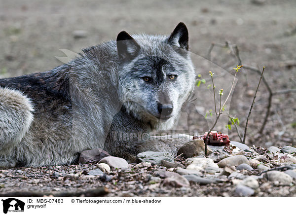Timberwolf / greywolf / MBS-07483