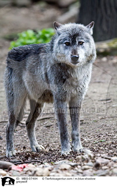 Timberwolf / greywolf / MBS-07484