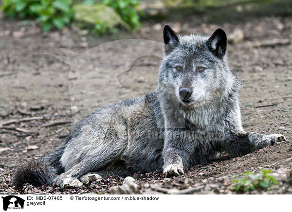 Timberwolf / greywolf / MBS-07485