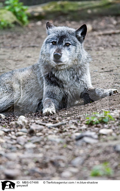 Timberwolf / greywolf / MBS-07486