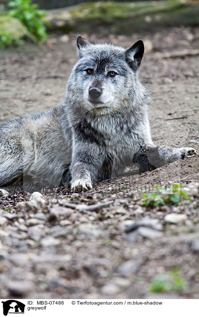 greywolf / MBS-07486