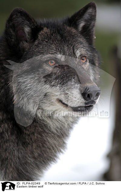Timberwolf / Eastern timber wolf / FLPA-02349