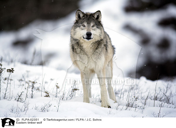 Eastern timber wolf / FLPA-02351