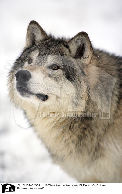 Timberwolf / Eastern timber wolf / FLPA-02352