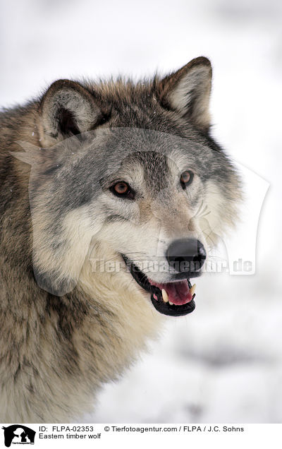 Timberwolf / Eastern timber wolf / FLPA-02353